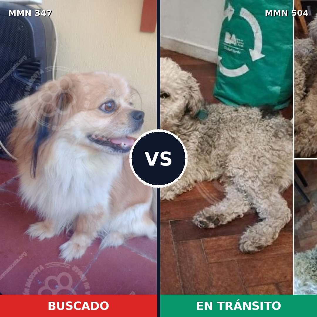 Comparativa MMS 6737: mascota perdida y mascota encontrada, 34% de similitud