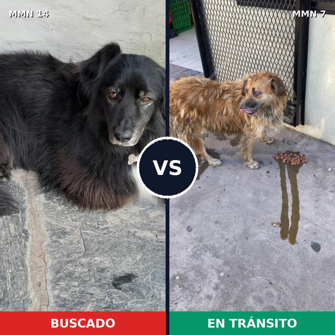 Comparativa MMS 674: mascota perdida y mascota encontrada, 63% de similitud