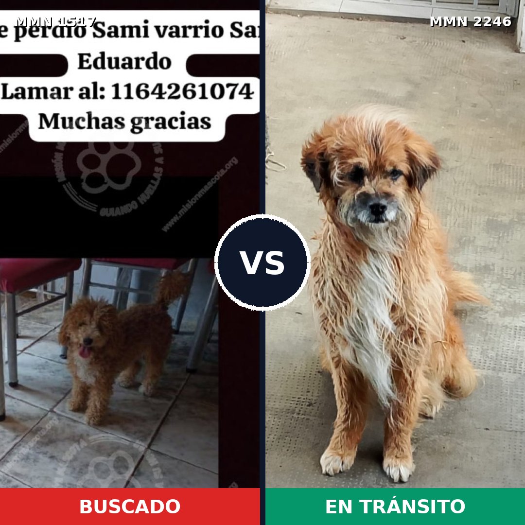 Comparativa MMS 67402: mascota perdida y mascota encontrada, 0% de similitud