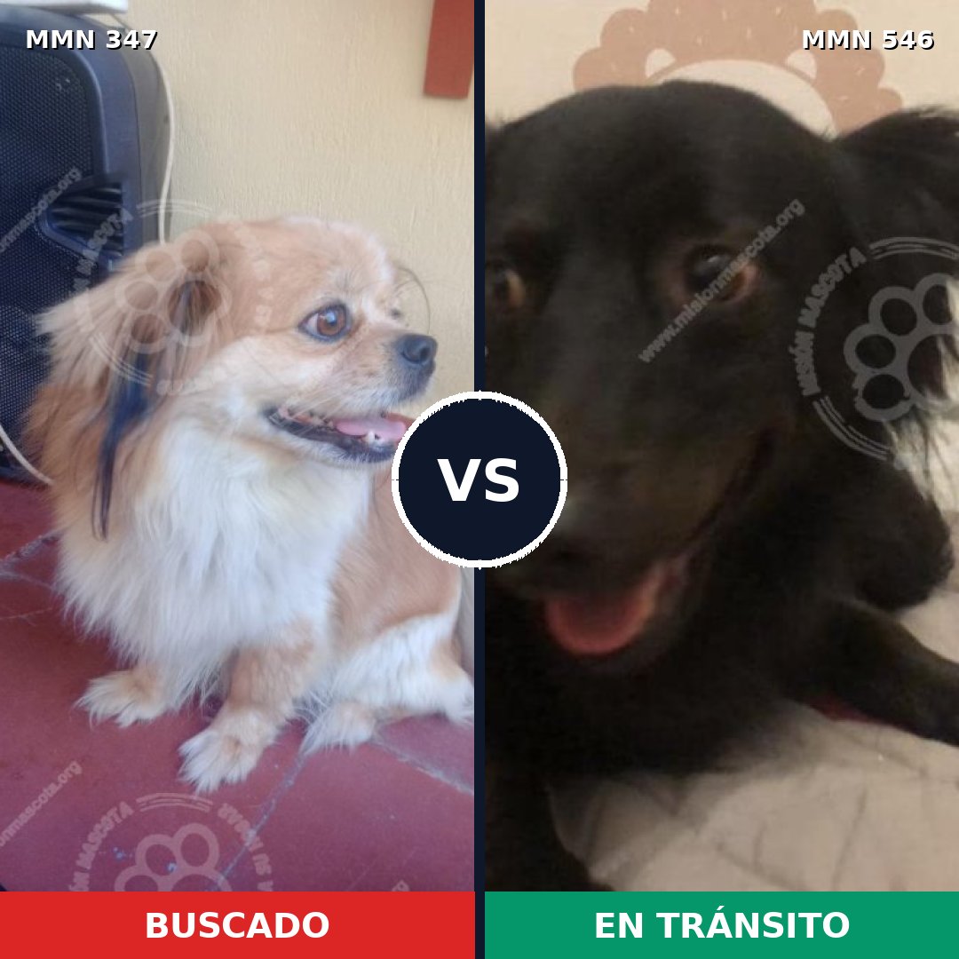 Comparativa MMS 6741: mascota perdida y mascota encontrada, 63% de similitud