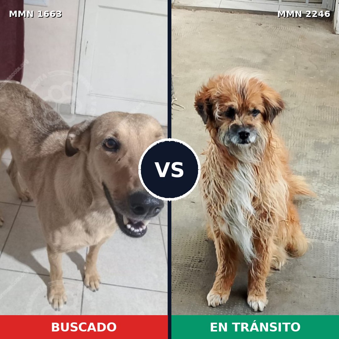 Comparativa MMS 67412: mascota perdida y mascota encontrada, 0% de similitud