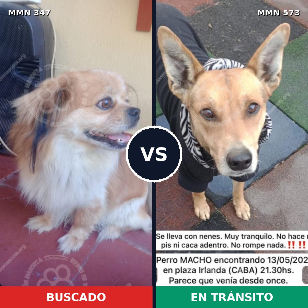 Comparativa MMS 6743: mascota perdida y mascota encontrada, 23% de similitud
