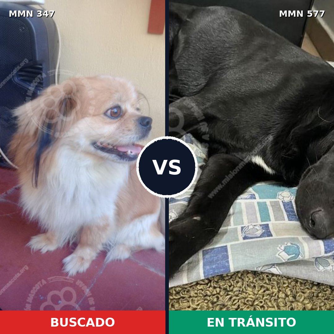 Comparativa MMS 6744: mascota perdida y mascota encontrada, 27% de similitud