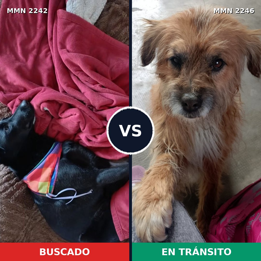 Comparativa MMS 67440: mascota perdida y mascota encontrada, 47% de similitud