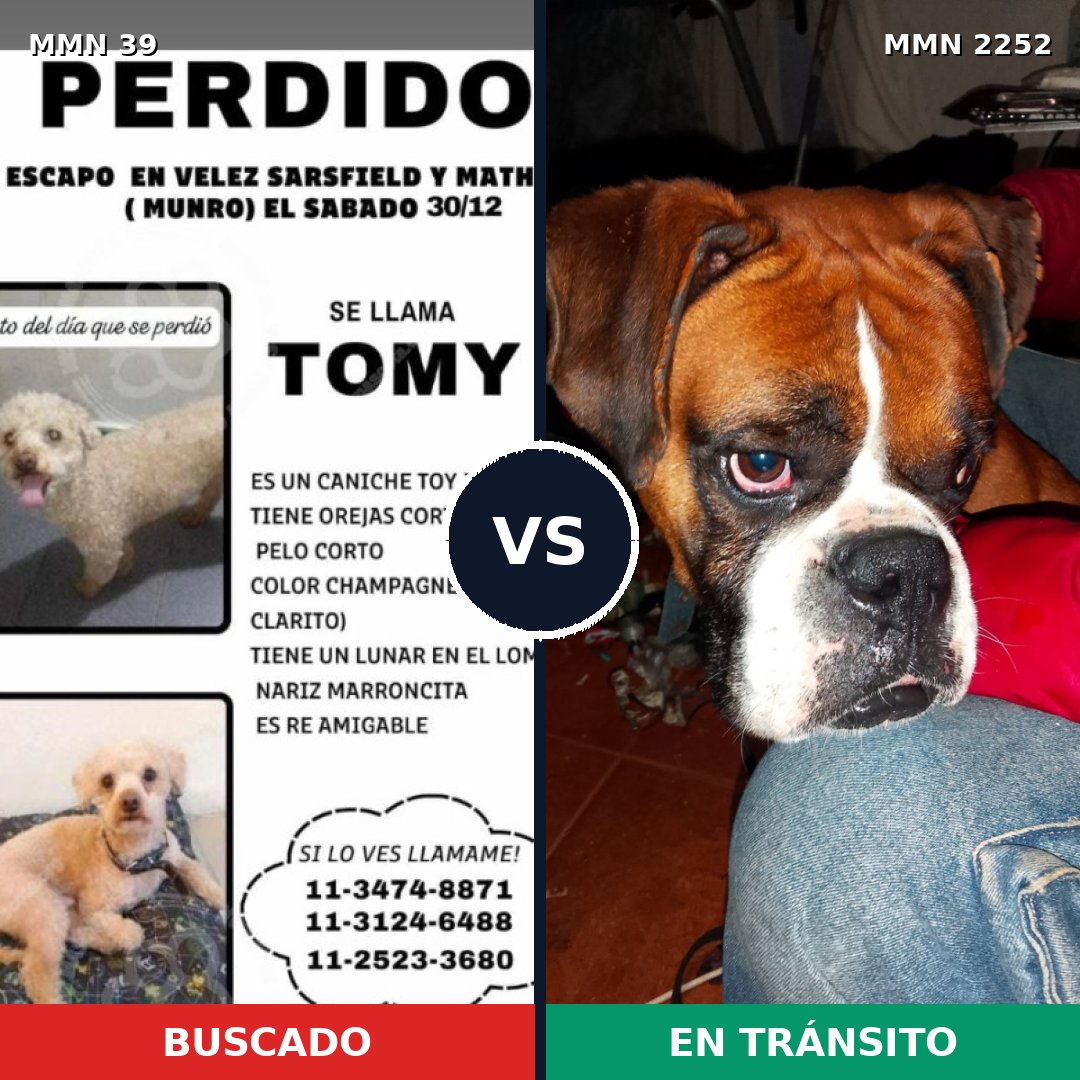 Comparativa MMS 67441: mascota perdida y mascota encontrada, 21% de similitud