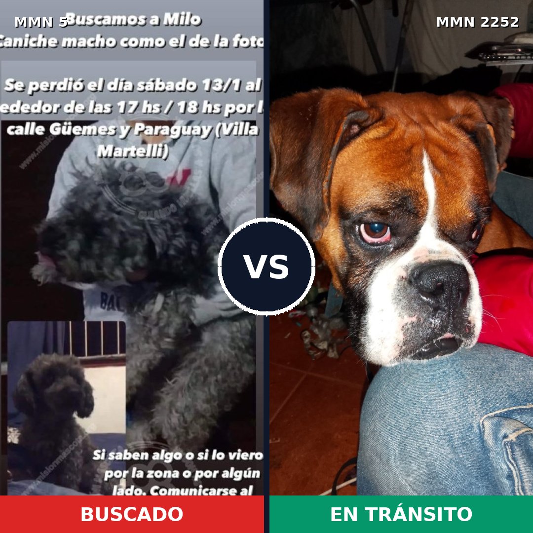 Comparativa MMS 67444: mascota perdida y mascota encontrada, 25% de similitud