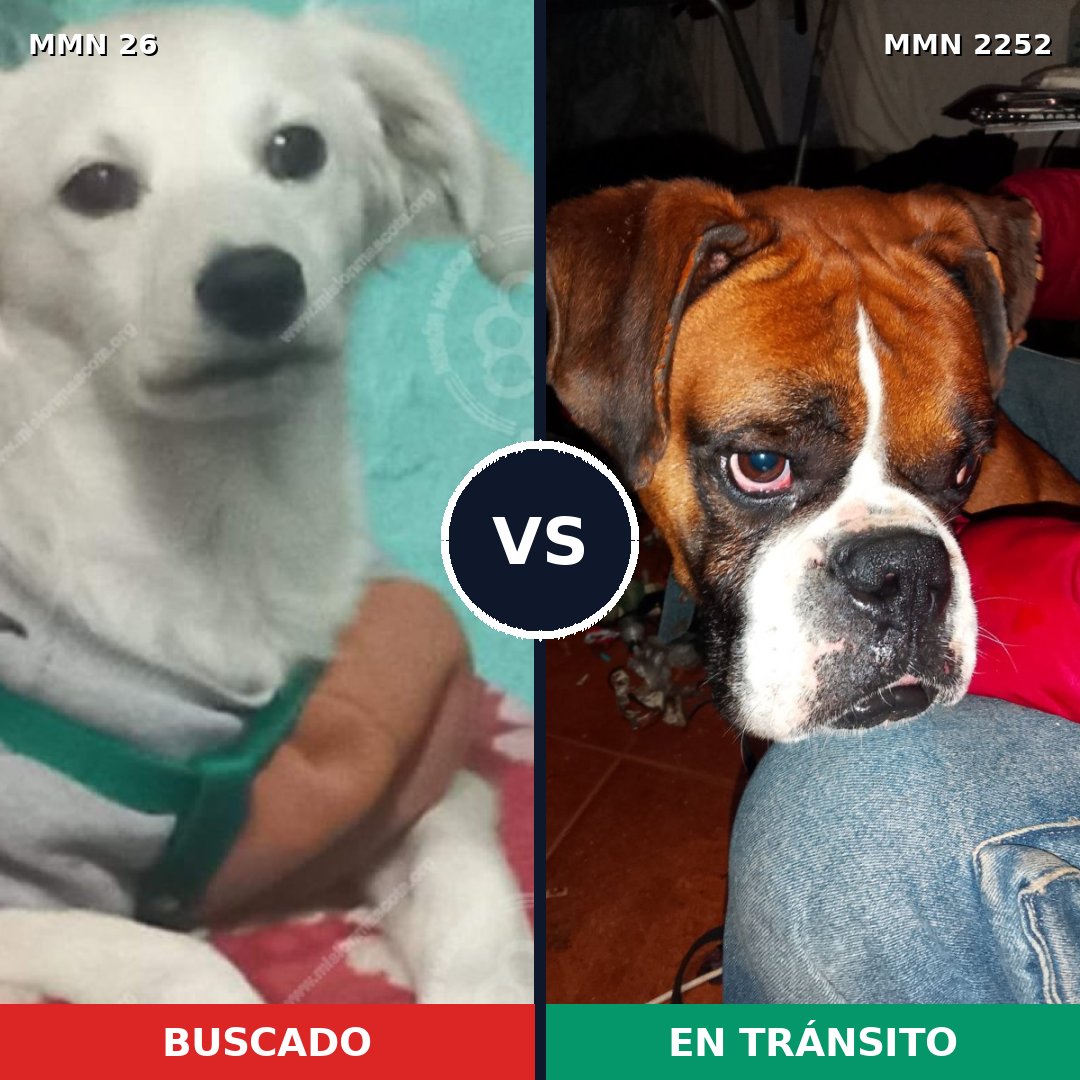 Comparativa MMS 67451: mascota perdida y mascota encontrada, 22% de similitud