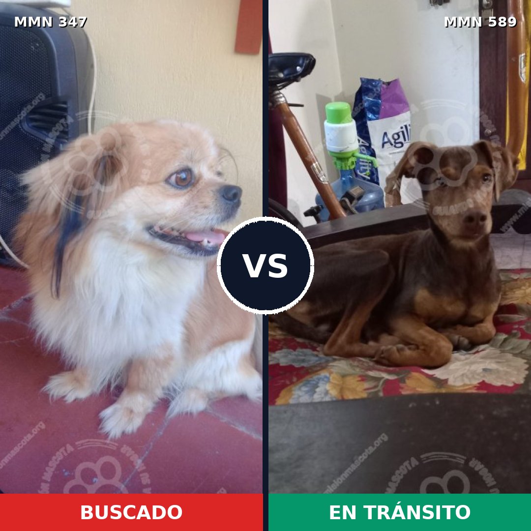 Comparativa MMS 6746: mascota perdida y mascota encontrada, 55% de similitud