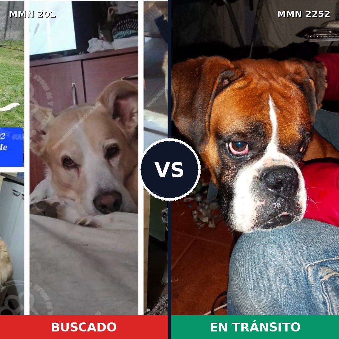 Comparativa MMS 67461: mascota perdida y mascota encontrada, 40% de similitud