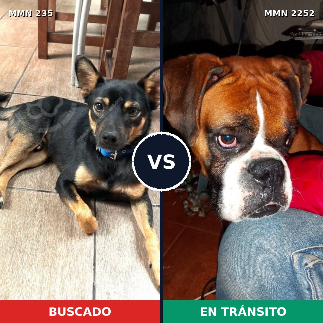 Comparativa MMS 67462: mascota perdida y mascota encontrada, 23% de similitud
