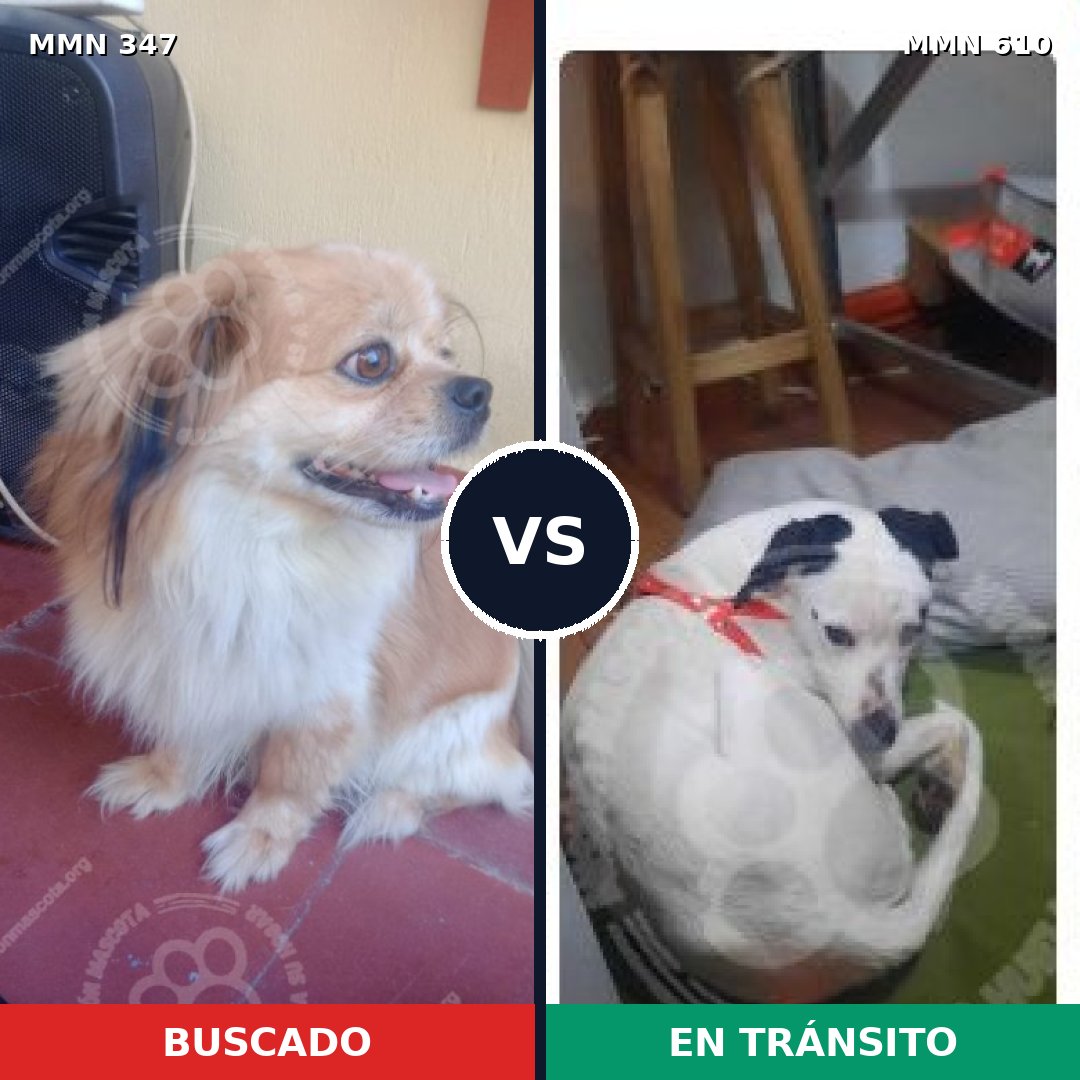 Comparativa MMS 6747: mascota perdida y mascota encontrada, 31% de similitud