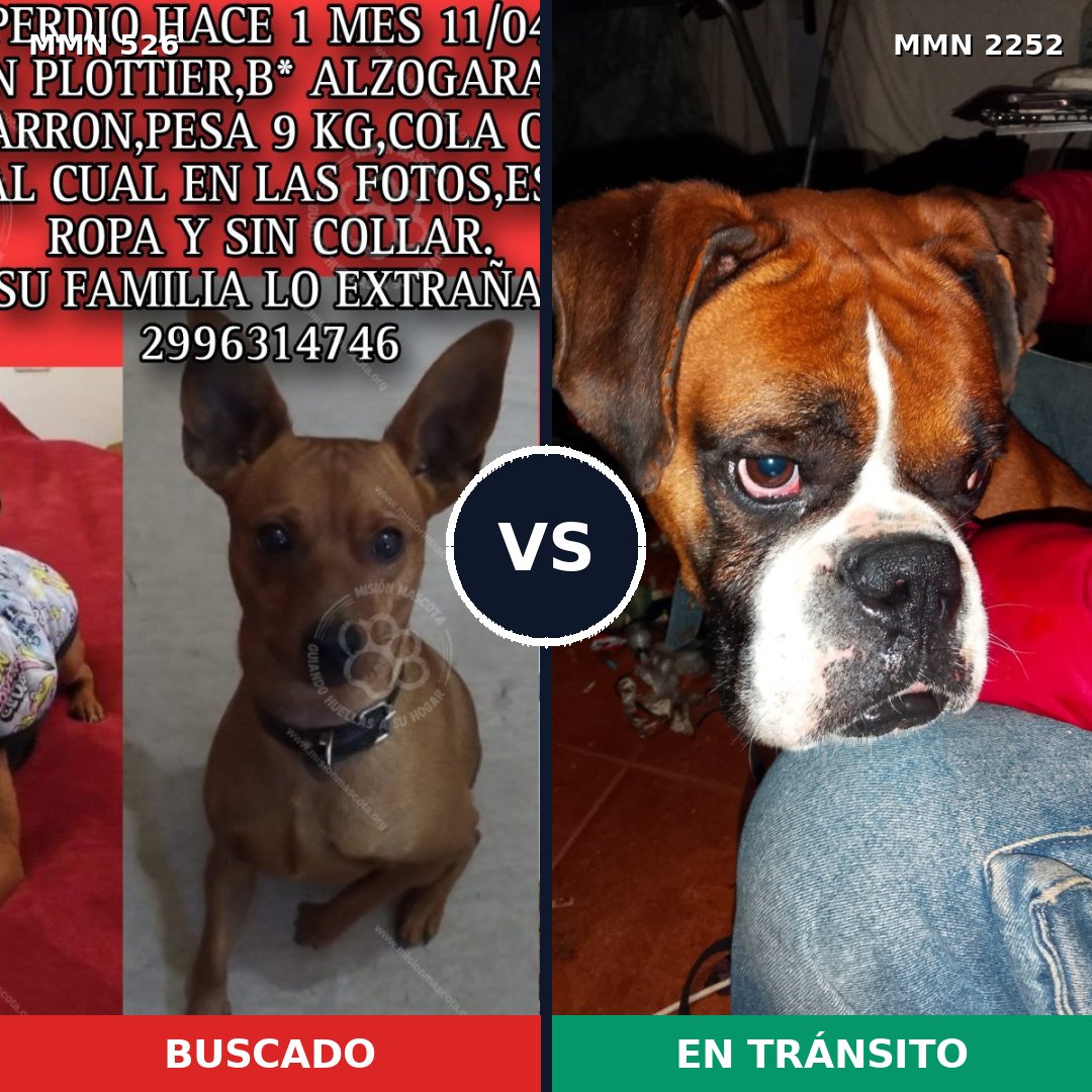 Comparativa MMS 67476: mascota perdida y mascota encontrada, 23% de similitud