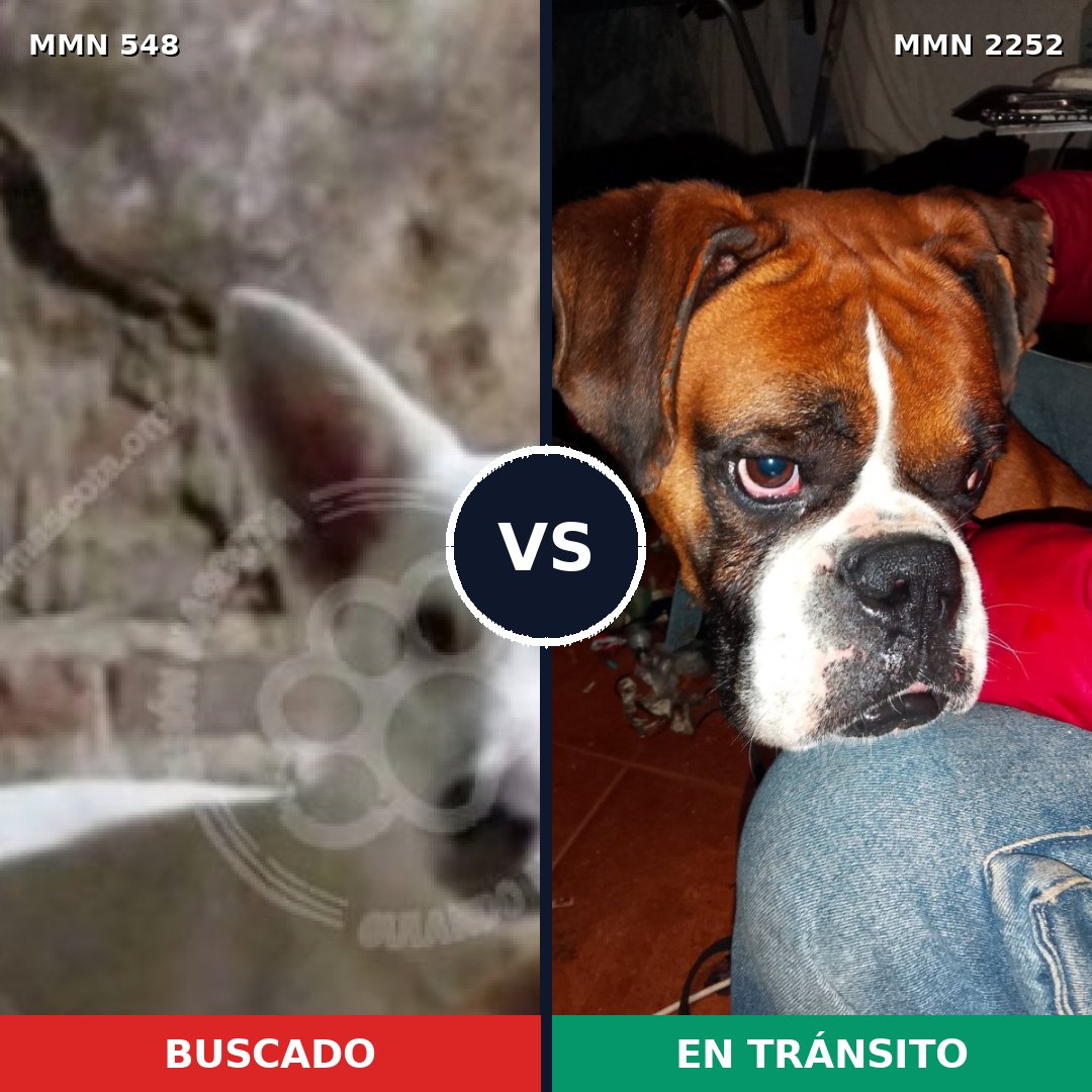 Comparativa MMS 67479: mascota perdida y mascota encontrada, 25% de similitud