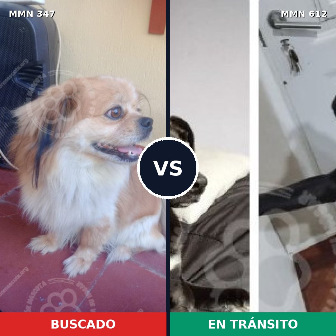 Comparativa MMS 6748: mascota perdida y mascota encontrada, 27% de similitud