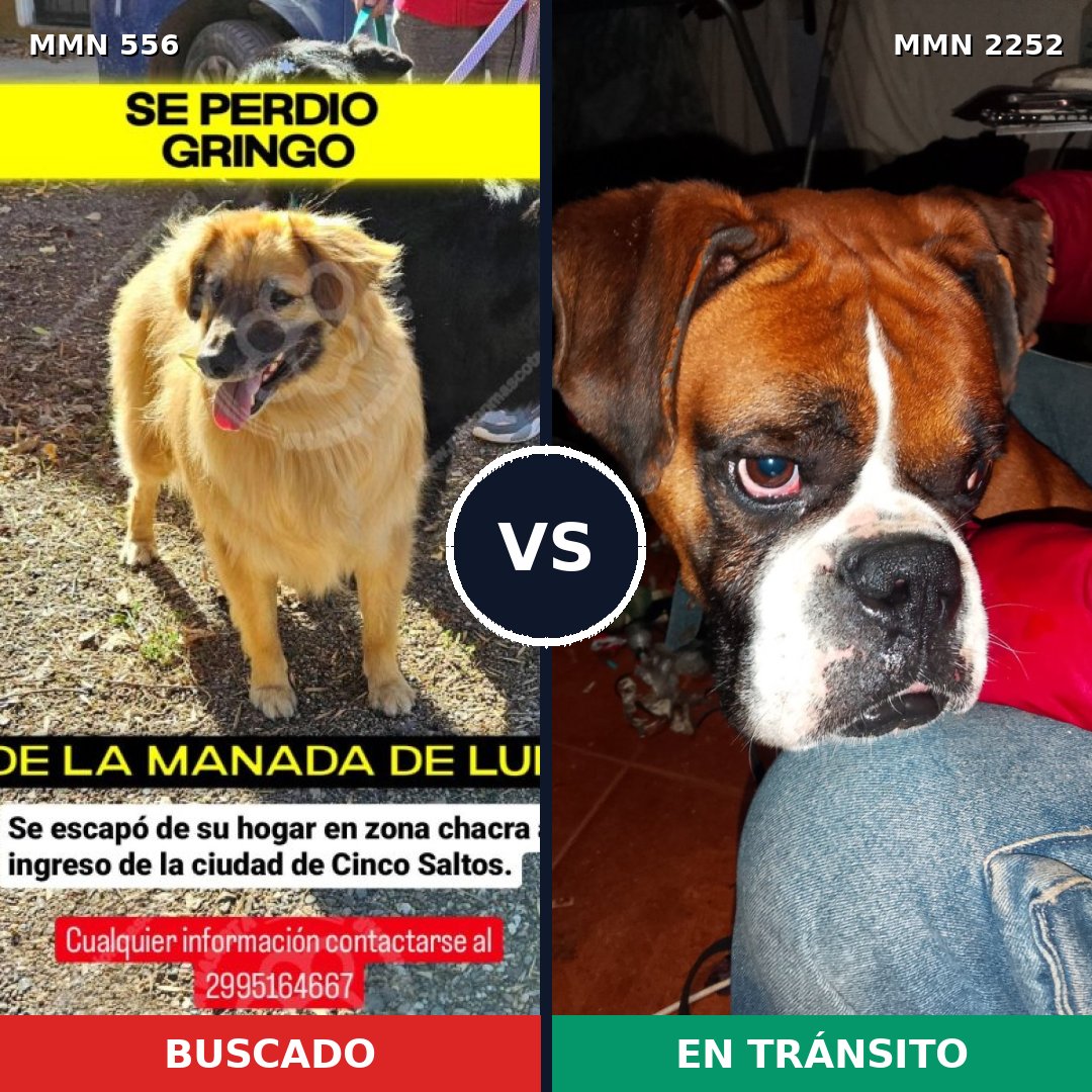Comparativa MMS 67481: mascota perdida y mascota encontrada, 21% de similitud