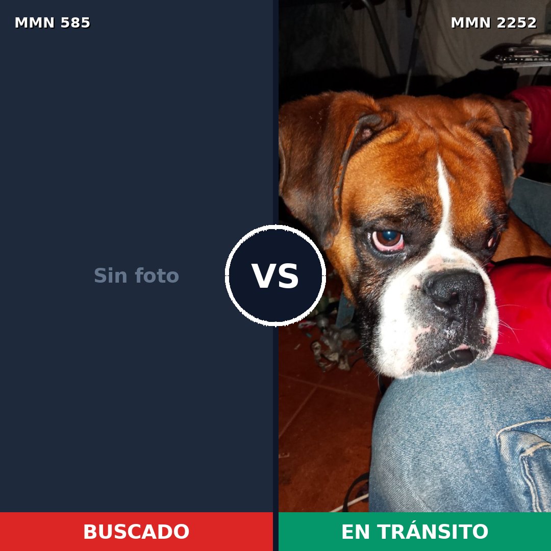 Comparativa MMS 67484: mascota perdida y mascota encontrada, 42% de similitud