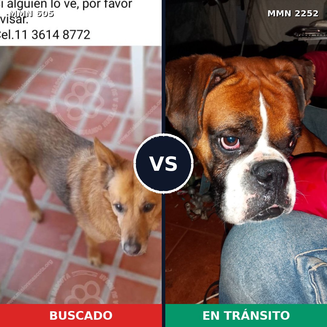 Comparativa MMS 67485: mascota perdida y mascota encontrada, 24% de similitud