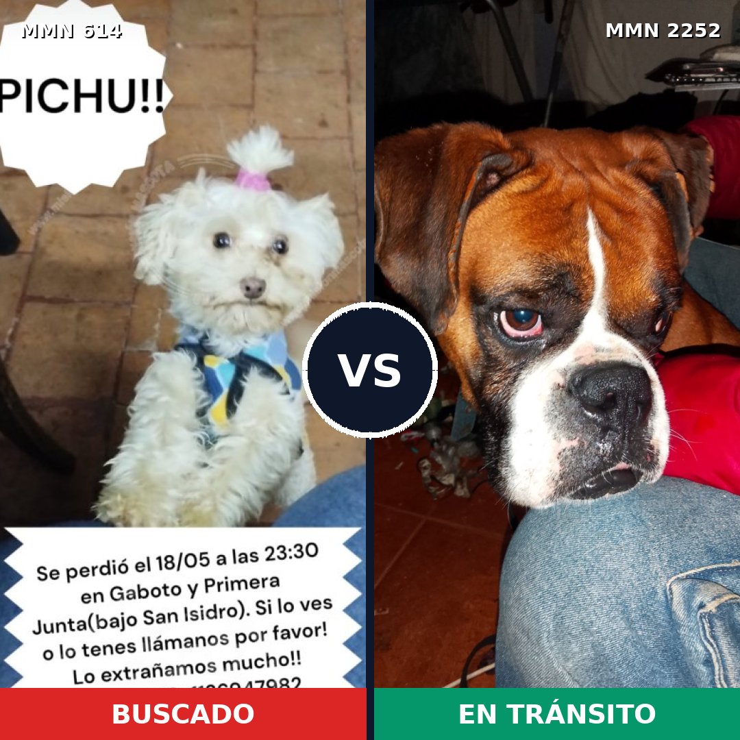 Comparativa MMS 67488: mascota perdida y mascota encontrada, 21% de similitud