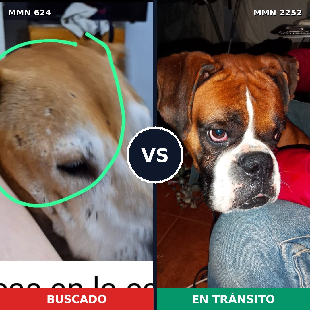 Comparativa MMS 67489: mascota perdida y mascota encontrada, 44% de similitud