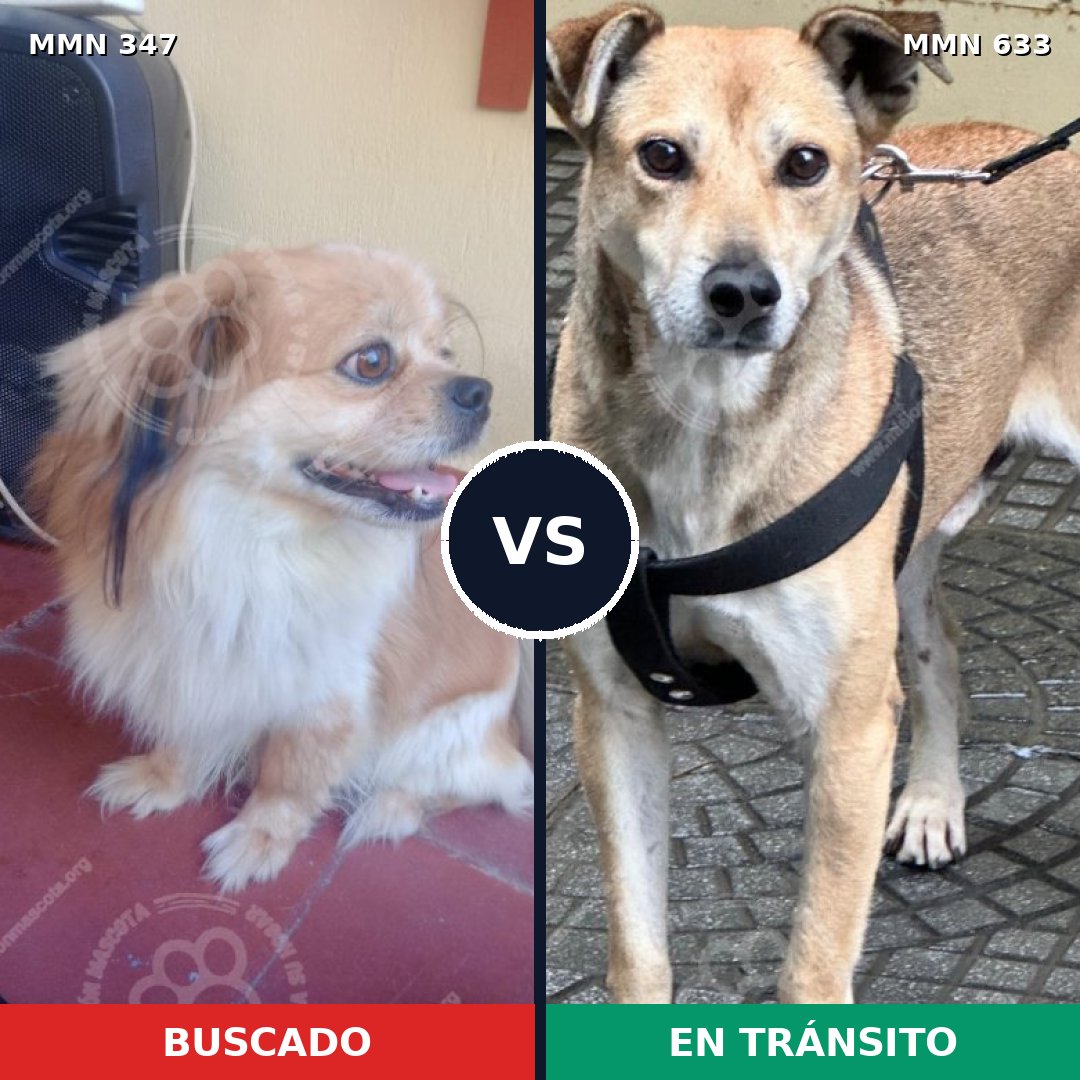 Comparativa MMS 6749: mascota perdida y mascota encontrada, 45% de similitud