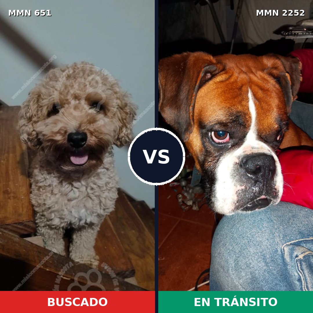 Comparativa MMS 67494: mascota perdida y mascota encontrada, 21% de similitud