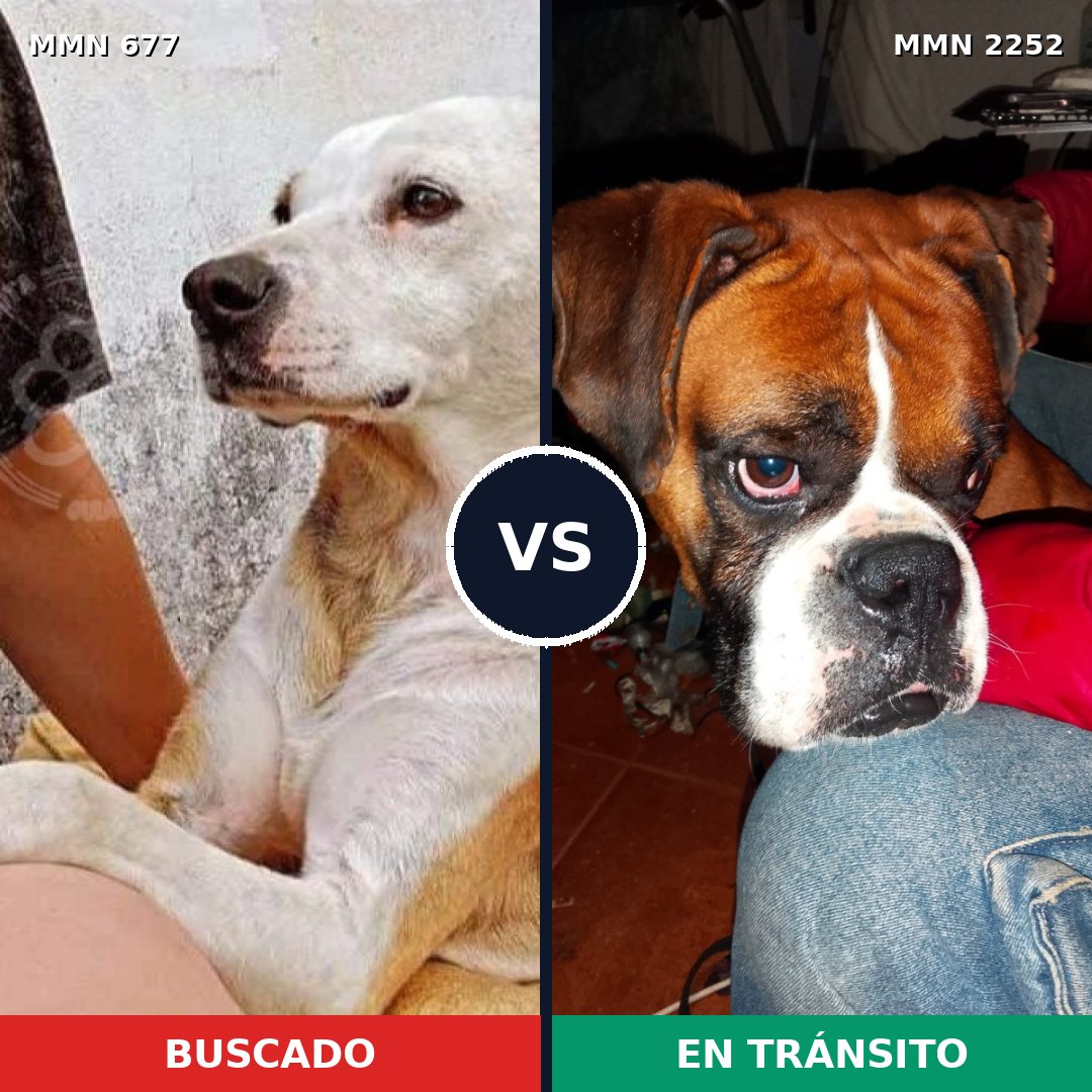 Comparativa MMS 67498: mascota perdida y mascota encontrada, 40% de similitud