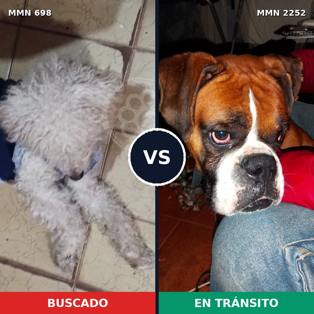 Comparativa MMS 67499: mascota perdida y mascota encontrada, 22% de similitud