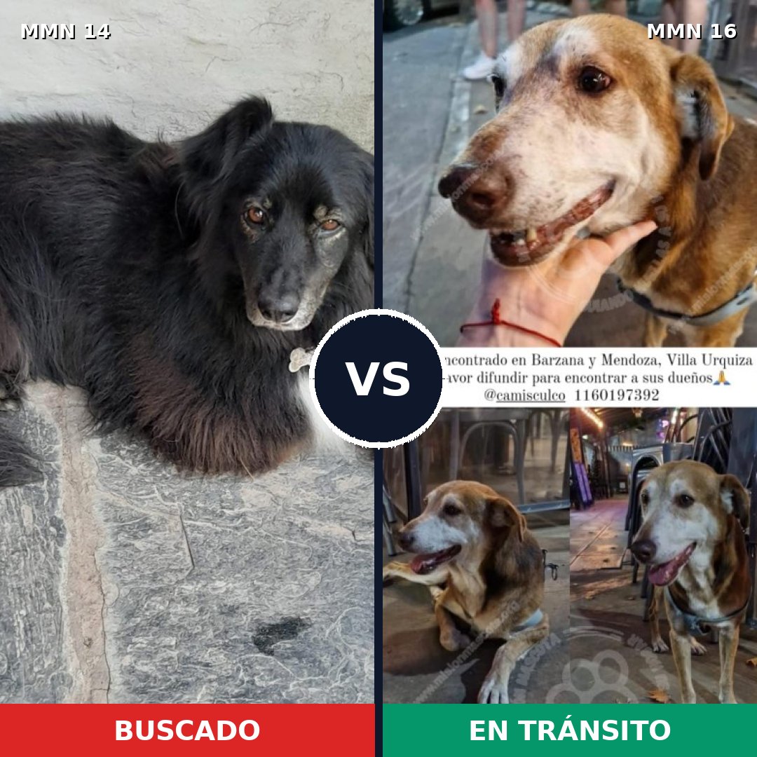 Comparativa MMS 675: mascota perdida y mascota encontrada, 53% de similitud