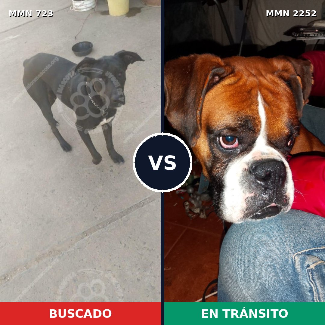 Comparativa MMS 67503: mascota perdida y mascota encontrada, 43% de similitud