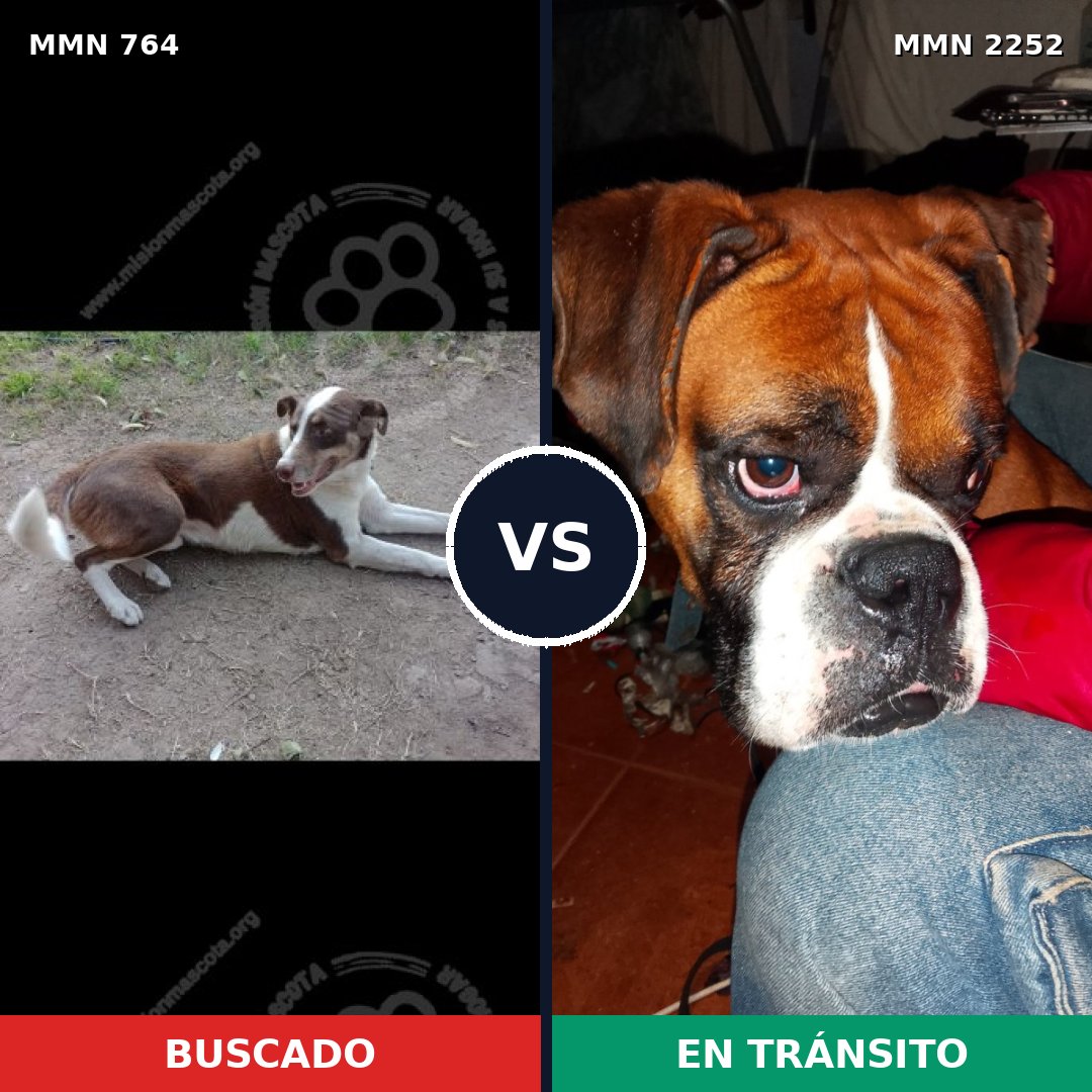 Comparativa MMS 67510: mascota perdida y mascota encontrada, 45% de similitud