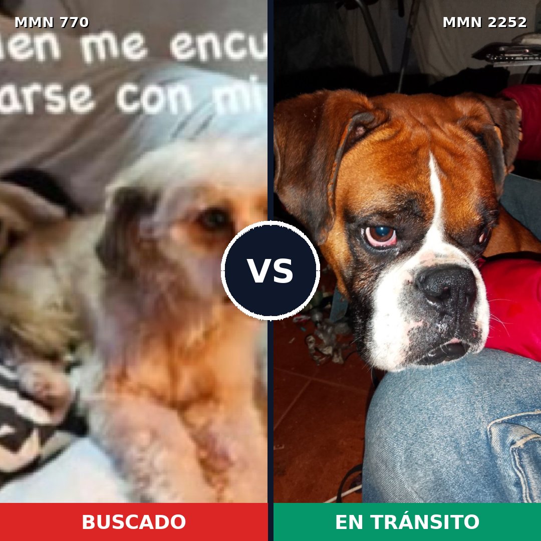 Comparativa MMS 67511: mascota perdida y mascota encontrada, 25% de similitud