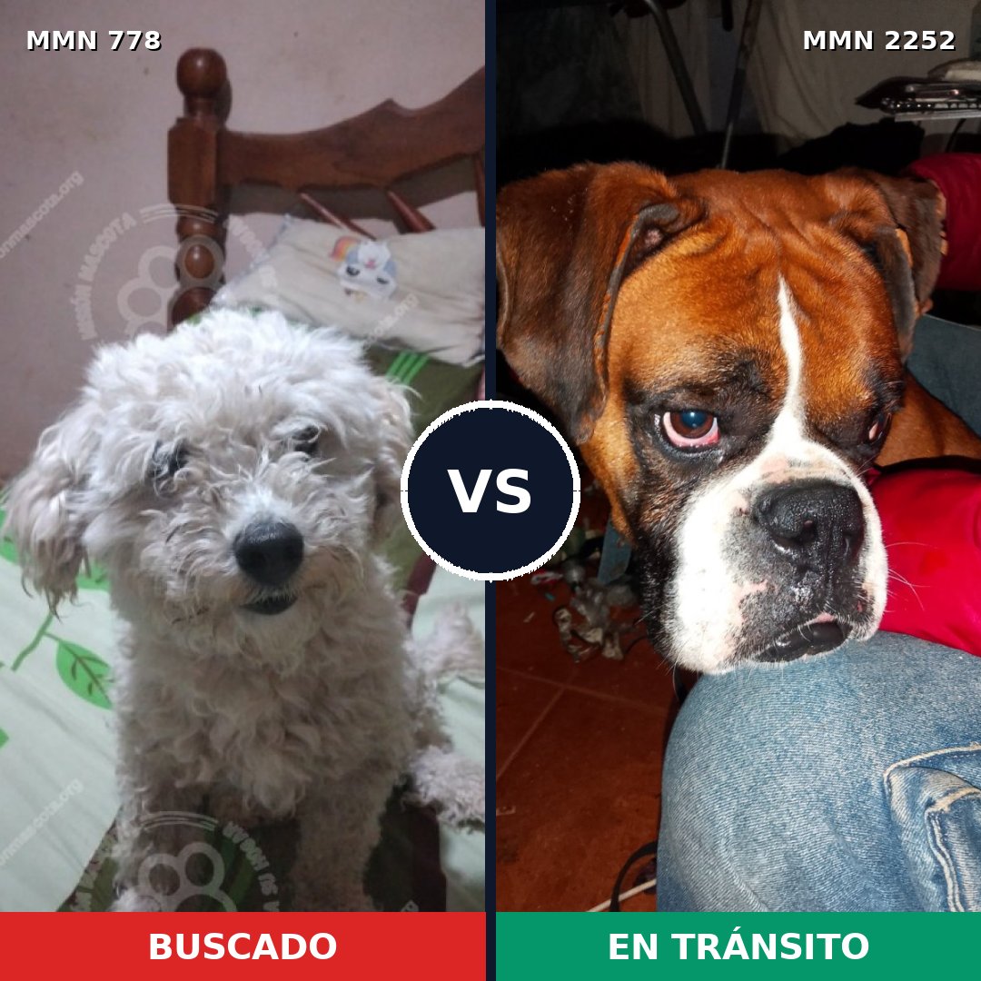 Comparativa MMS 67515: mascota perdida y mascota encontrada, 21% de similitud