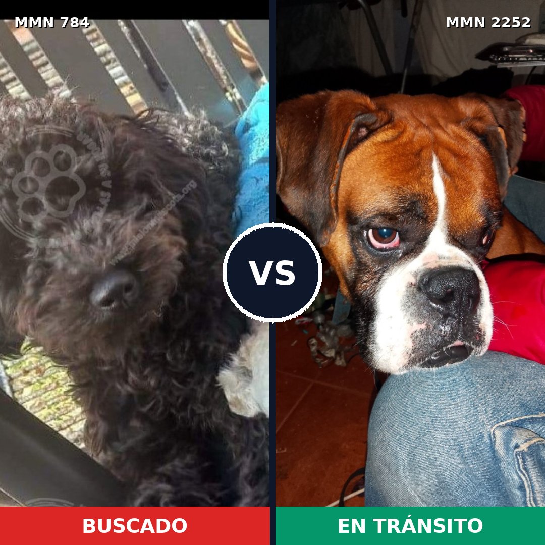 Comparativa MMS 67516: mascota perdida y mascota encontrada, 22% de similitud