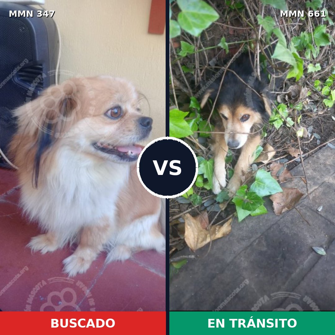 Comparativa MMS 6752: mascota perdida y mascota encontrada, 52% de similitud