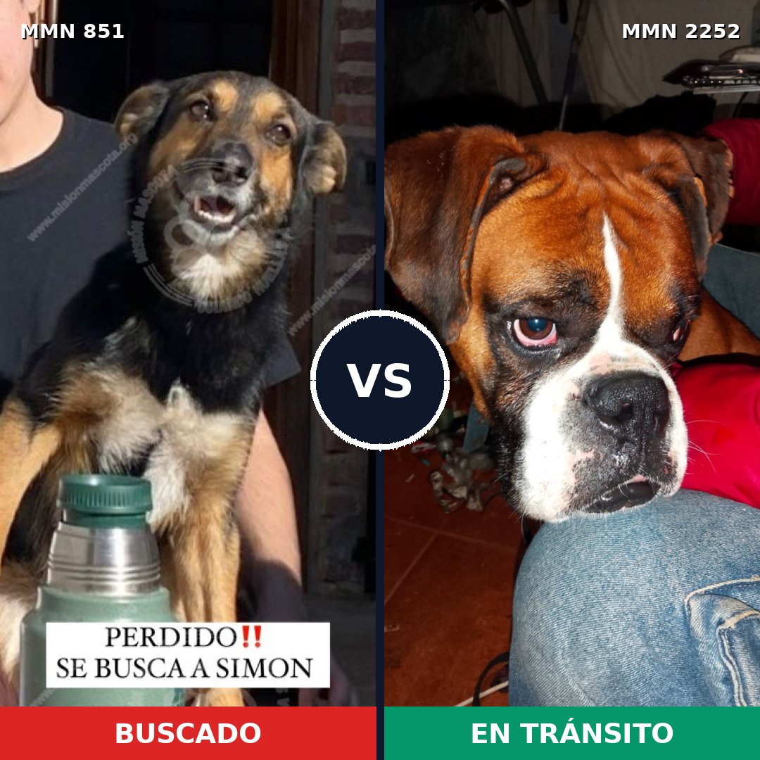 Comparativa MMS 67522: mascota perdida y mascota encontrada, 42% de similitud
