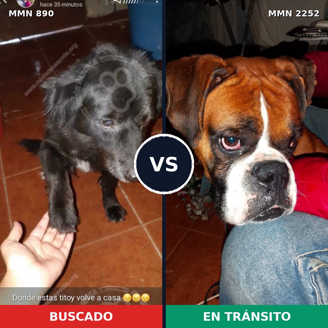 Comparativa MMS 67527: mascota perdida y mascota encontrada, 22% de similitud