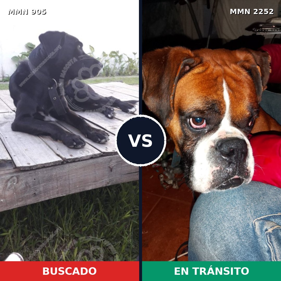 Comparativa MMS 67529: mascota perdida y mascota encontrada, 43% de similitud