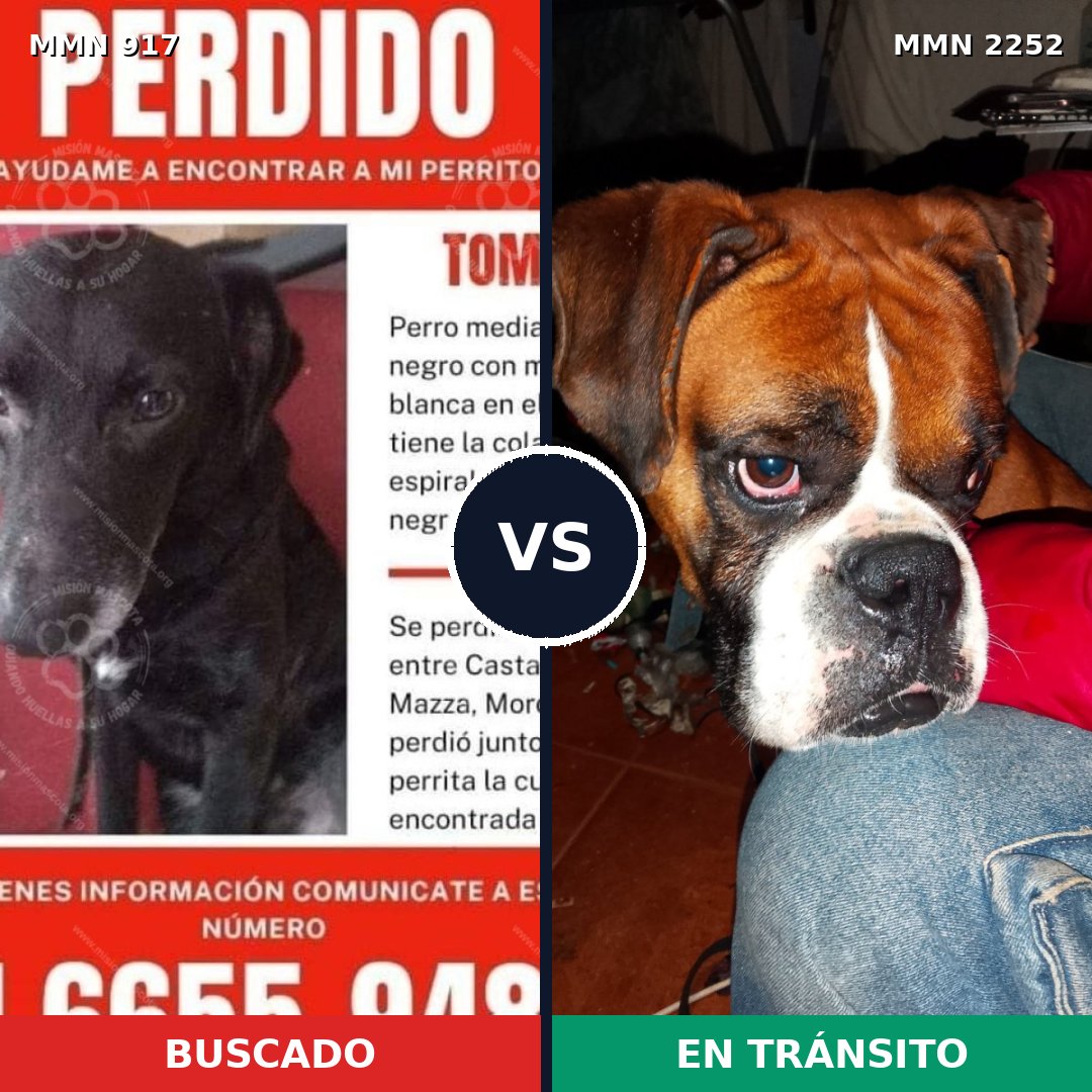 Comparativa MMS 67530: mascota perdida y mascota encontrada, 43% de similitud