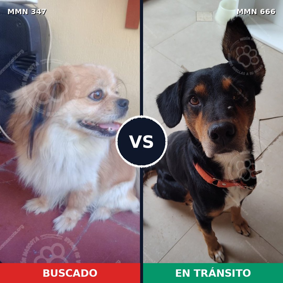 Comparativa MMS 6754: mascota perdida y mascota encontrada, 22% de similitud