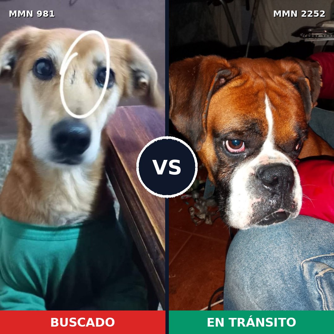 Comparativa MMS 67540: mascota perdida y mascota encontrada, 39% de similitud