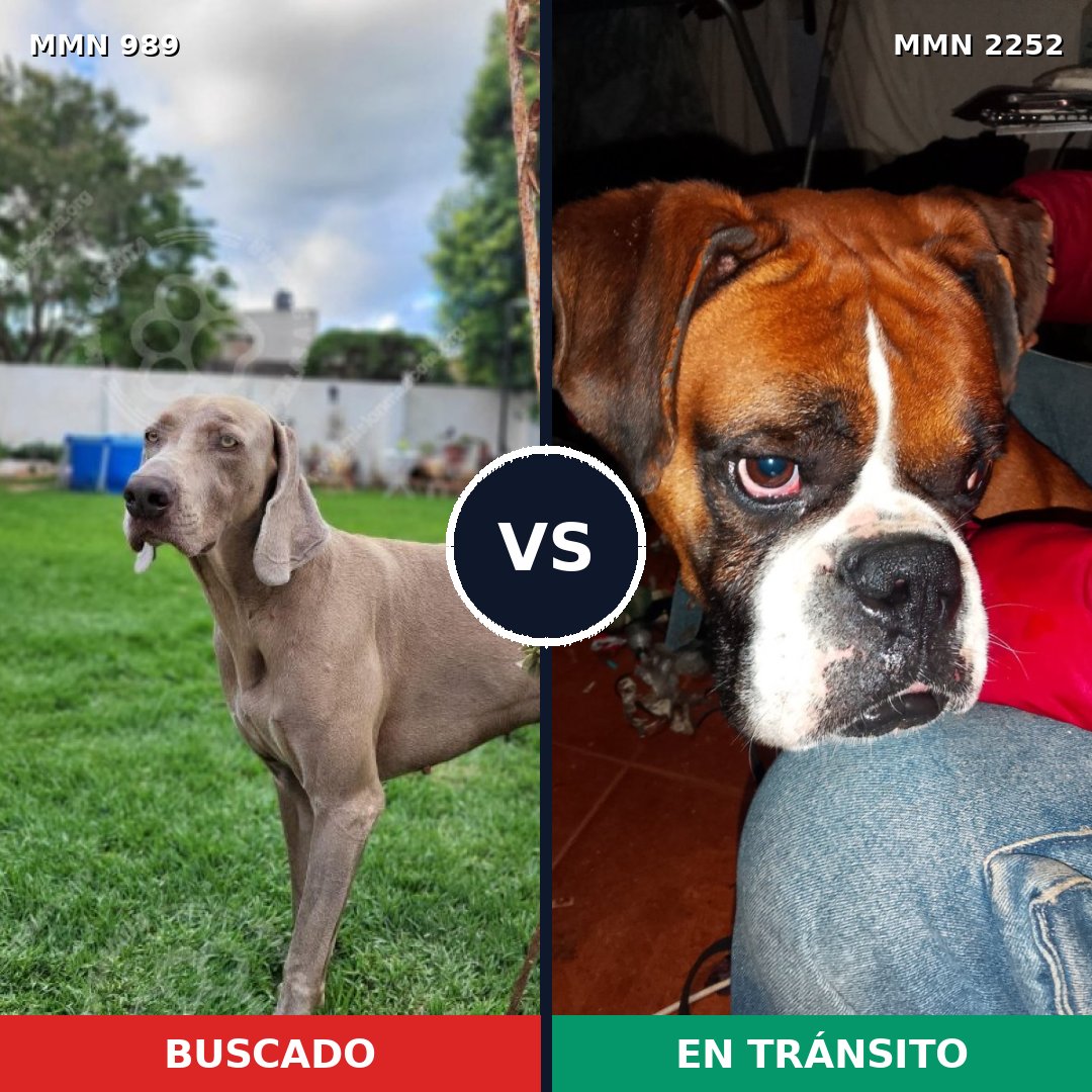 Comparativa MMS 67541: mascota perdida y mascota encontrada, 40% de similitud