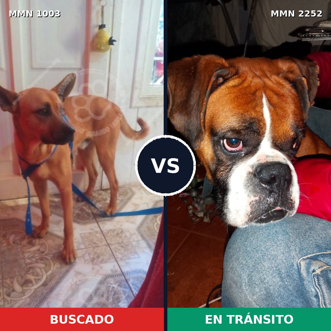 Comparativa MMS 67543: mascota perdida y mascota encontrada, 39% de similitud
