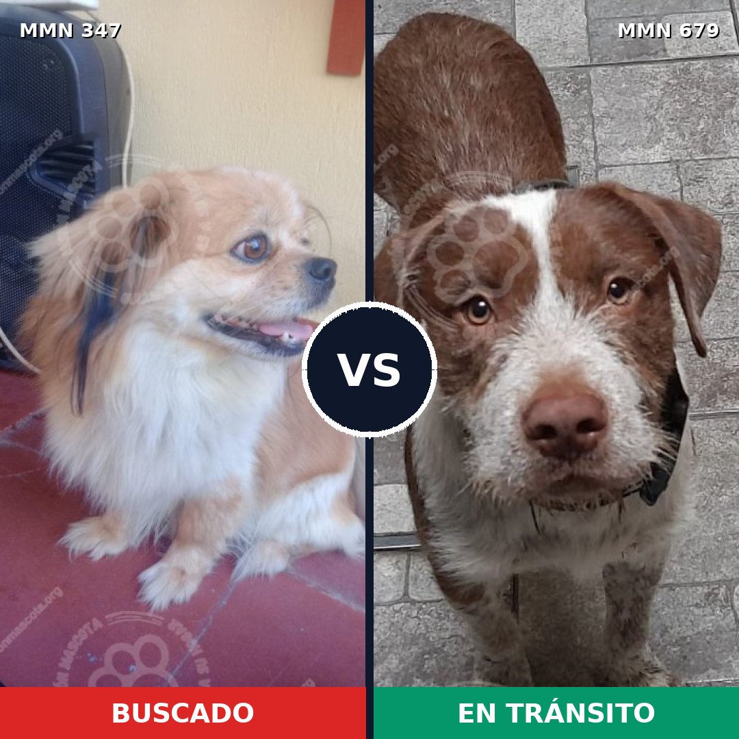Comparativa MMS 6755: mascota perdida y mascota encontrada, 30% de similitud