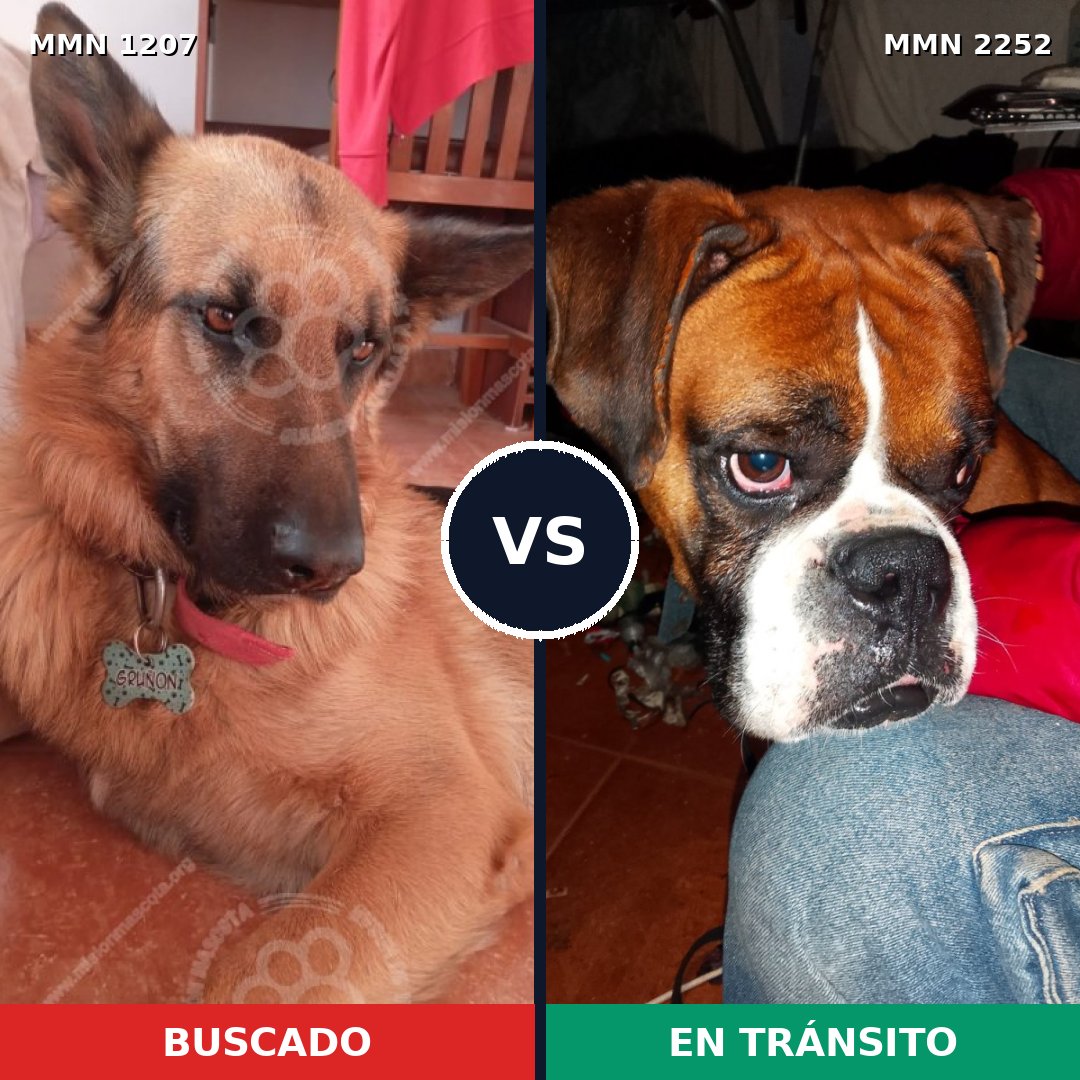 Comparativa MMS 67553: mascota perdida y mascota encontrada, 39% de similitud