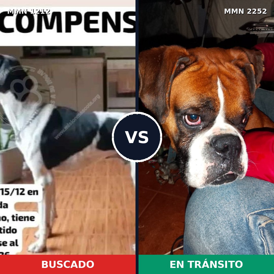 Comparativa MMS 67555: mascota perdida y mascota encontrada, 44% de similitud