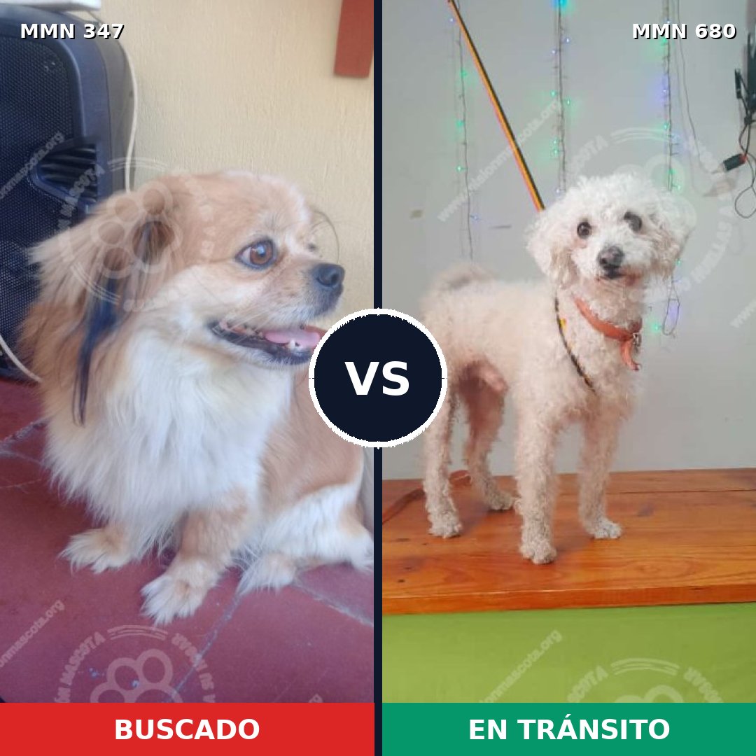Comparativa MMS 6756: mascota perdida y mascota encontrada, 83% de similitud