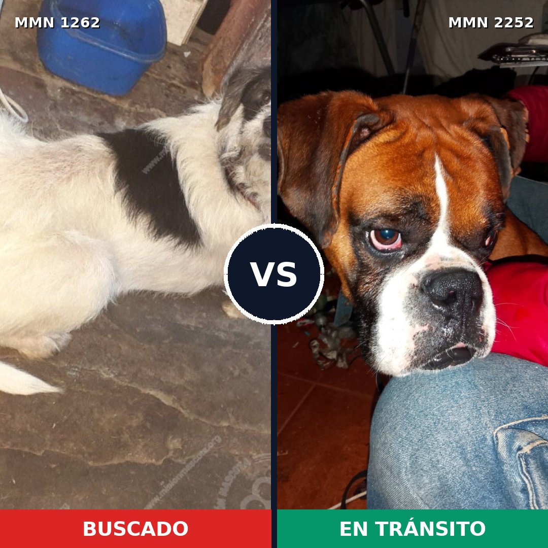 Comparativa MMS 67562: mascota perdida y mascota encontrada, 45% de similitud