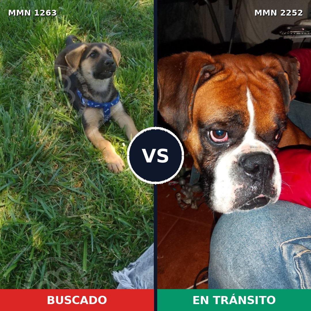 Comparativa MMS 67563: mascota perdida y mascota encontrada, 24% de similitud