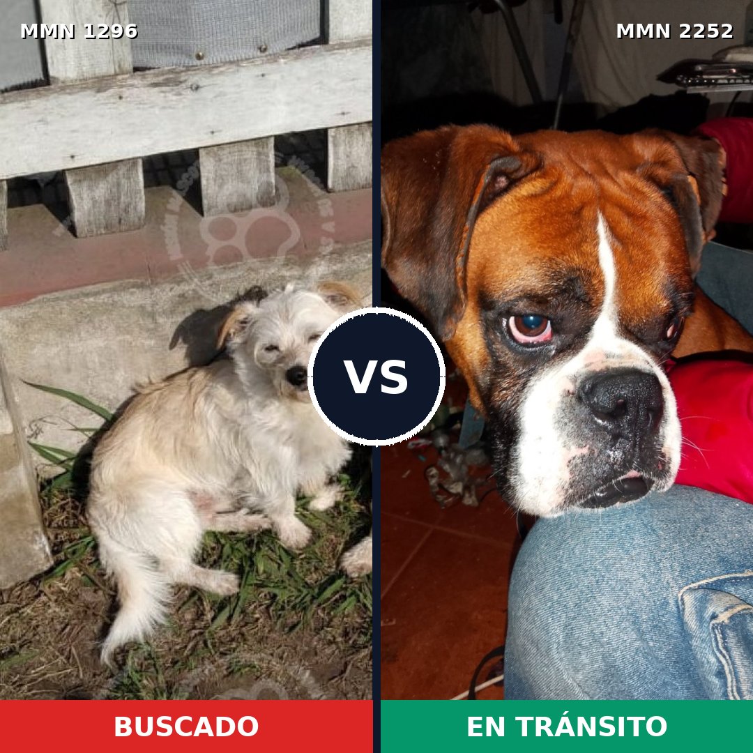 Comparativa MMS 67571: mascota perdida y mascota encontrada, 21% de similitud