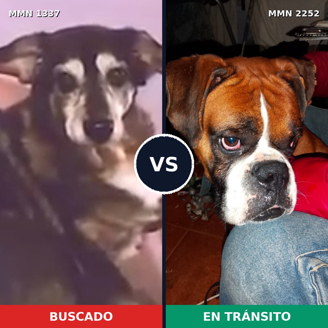 Comparativa MMS 67576: mascota perdida y mascota encontrada, 44% de similitud